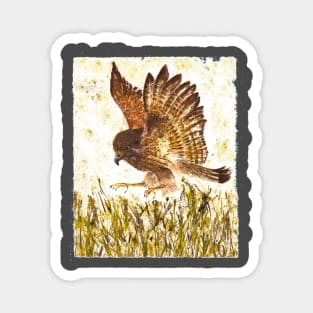 Aww... Kestrel Manoeuvres in the Park Magnet