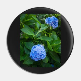 Fresh blue hydrangea flowers and bush Pin