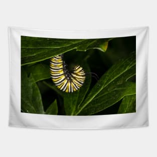 Monarch Caterpillar 4 Tapestry