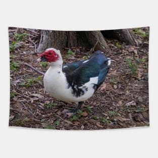 Muscovy Duck Red Black and White Tapestry