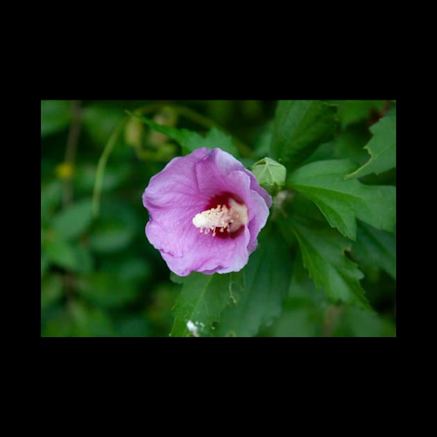 Pink hibiscus flower by Beccasab photo & design