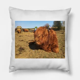 Scottish Highland Cattle Calf 1981 Pillow