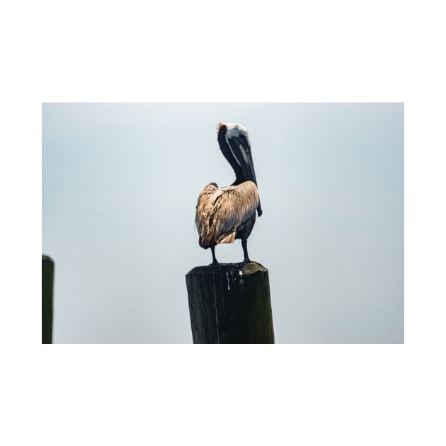 Brown Pelican of Calabash by KensLensDesigns