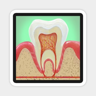 Medical illustration Tooth Anatomy Magnet