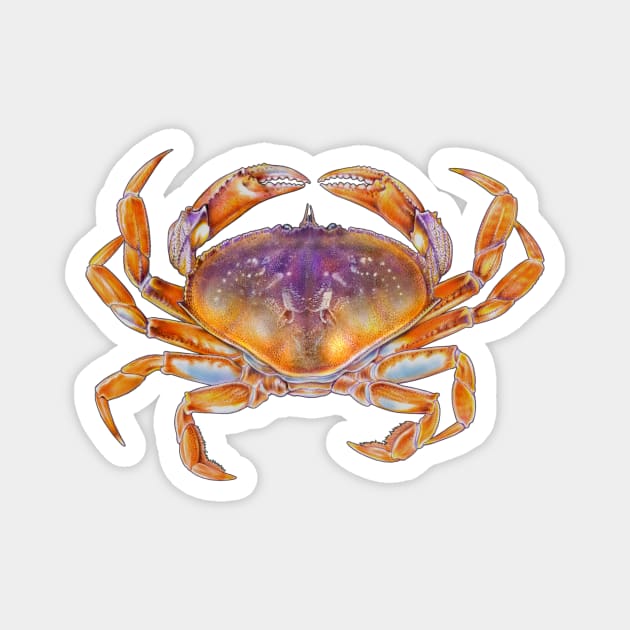 Dungeness crab Magnet by Tim Jeffs Art