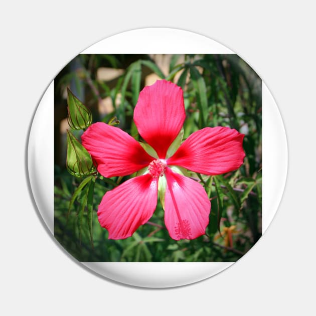 Scarlet Swamp Hibiscus Pin by Cynthia48