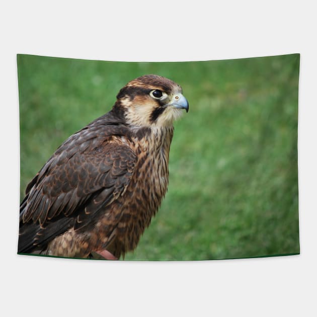 Kestrel Tapestry by snknjak