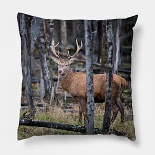 Red Deer Buck Pillow