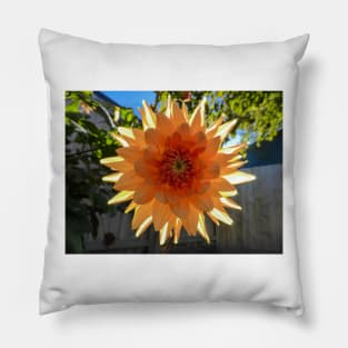 A Back-lit Orange Dahlia Pillow