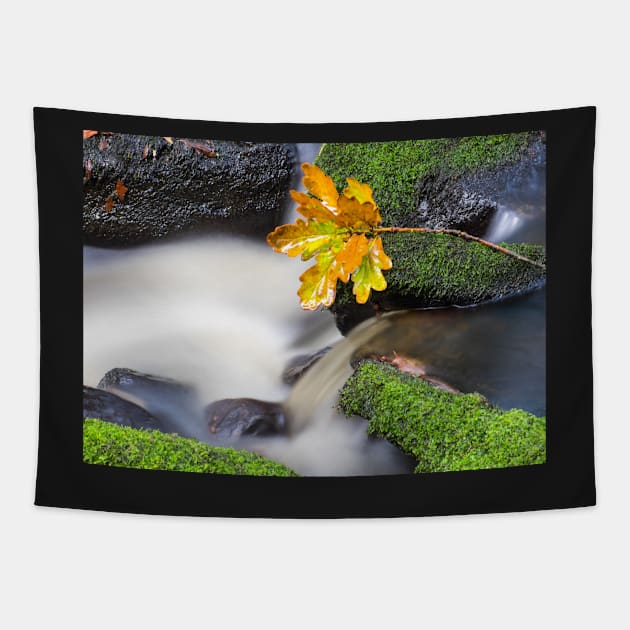 Oak leaf cluster Tapestry by geoffshoults