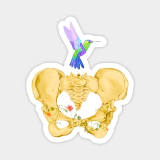 Bones of female pelvis with hummingbird in watercolor Magnet