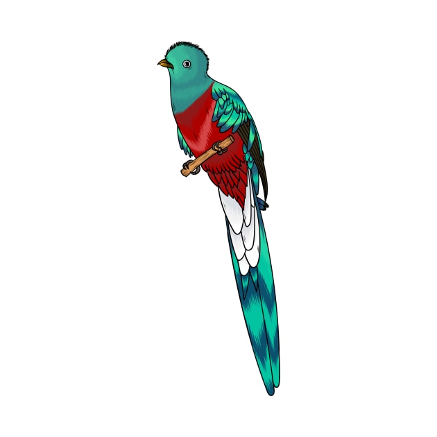 Resplendent quetzal bird cartoon illustration by Cartoons of fun