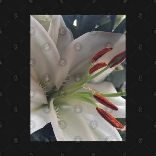 Soothing, Relaxing, Pure White Oriental Lily - For Friendship and Weddings by Bucklandcrafts