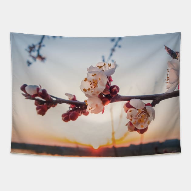 blooming apricot at sunset Tapestry by psychoshadow