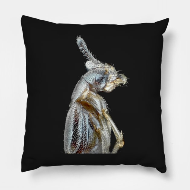 Rove beetle under the microscope Pillow by SDym Photography