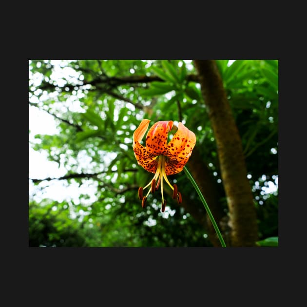 Carolina lily upside down flower by fantastic-designs