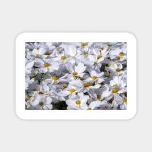 White Daisy Flowers Magnet