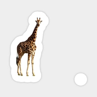 Ugandan Safari Giraffe Magnet