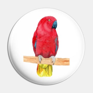 eclectus parrot watercolor red Pin
