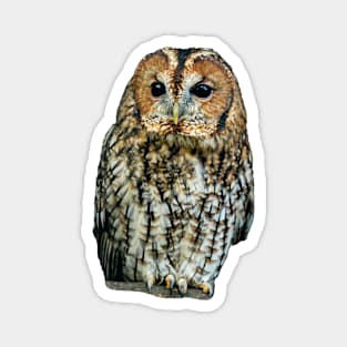 Brown Owl or Tawny Owl Magnet