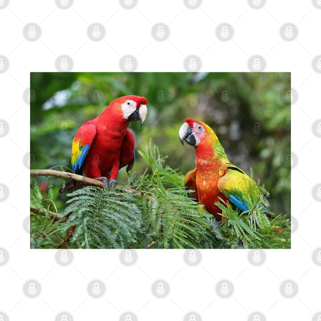 Scarlet Macaws - Costa Rica by Jim Cumming