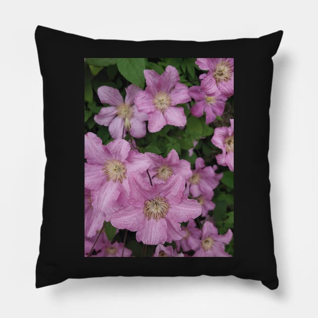 Clematis Pillow by Drgnfly4free