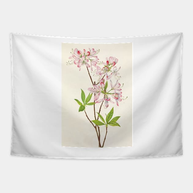 Pinkshell azalea - Botanical Illustration Tapestry by chimakingthings