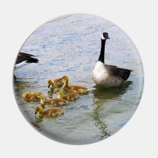 Canada Goose Parents Taking Their Goslings For a Swim Pin