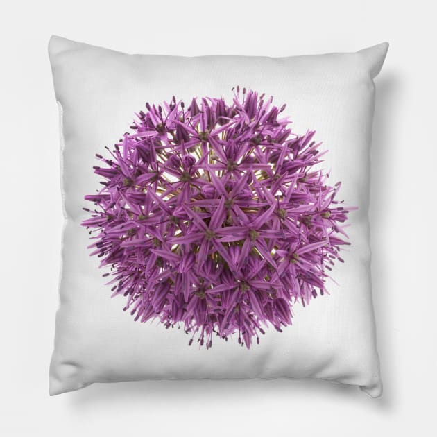 Purple allium Pillow by rheyes