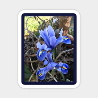 Mini Blue Iris Magnet