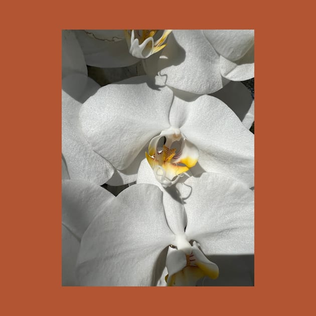 White Orchid Yellow Center by KarenZukArt