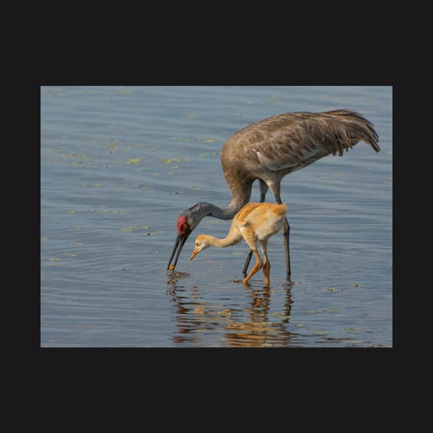 Feeding Sandhill Cranes by joesaladino