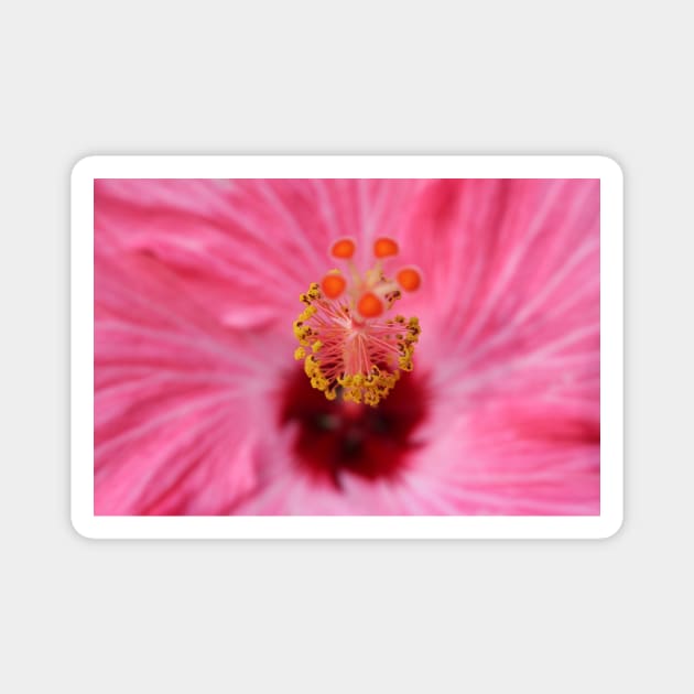 Pink Hibiscus Inner Beauty Magnet by Cynthia48