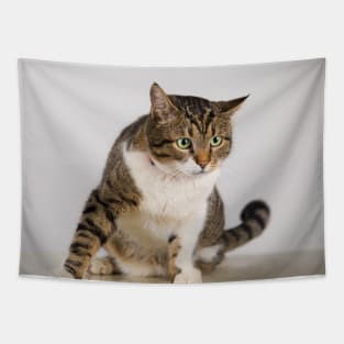 curious cat with big eyes Tapestry