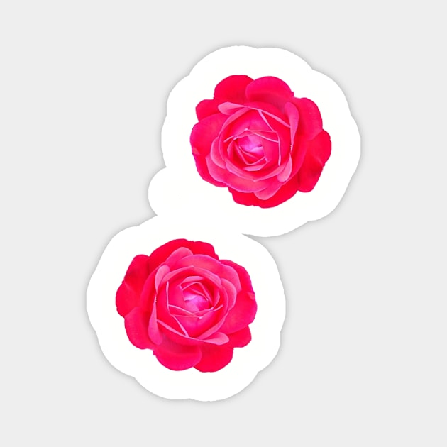 Two pink roses Magnet by ghjura