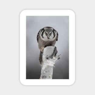 Hawk on log portrait - Northern Hawk Owl Magnet