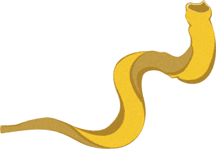 Jewish shofar yellow gold Magnet