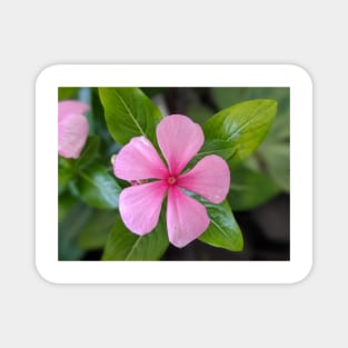 Little Pink Flower with Leaves Photographic Image Magnet