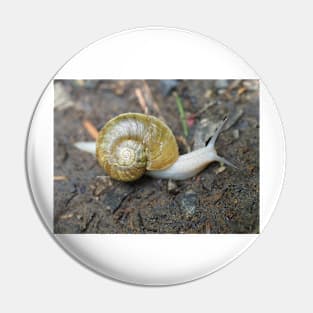 Haplotrema vancouverense snail Pin