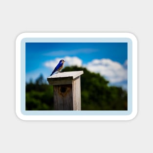 Bluebird On Nest Box Magnet