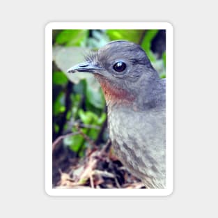 Echo the Lyrebird Magnet