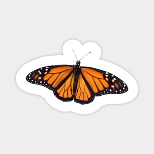 Monarch Butterfly on Orange Magnet