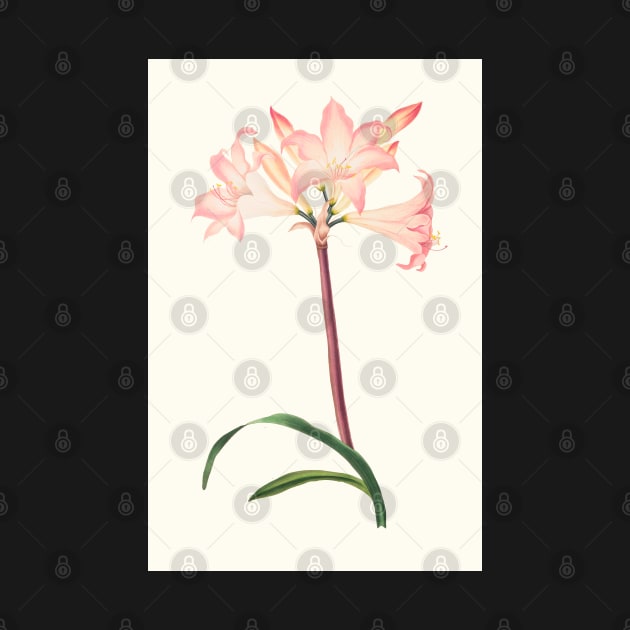 Amaryllis Belladonna - botanical illustration by chimakingthings