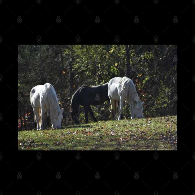 Wild Horse Herd by MarieDarcy