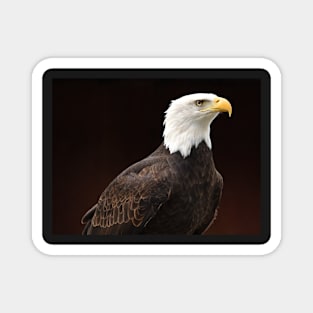 Bald Eagle Magnet