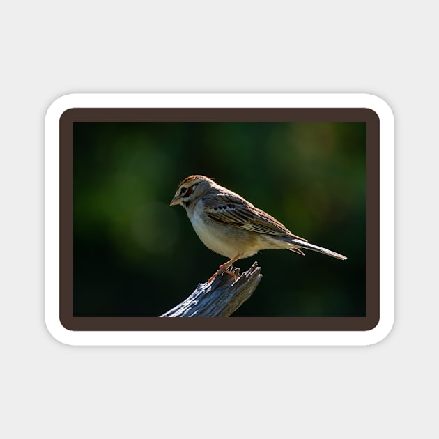 Lark Sparrow Early Morning Magnet by Debra Martz