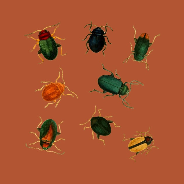 Vintage Beetle Bugs - 8 Beetles by softbluehum