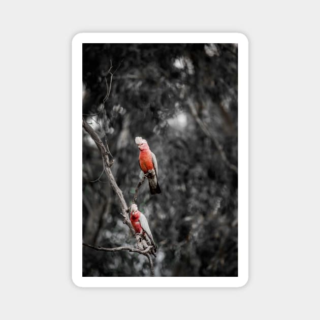 Galah_9001A Magnet by seadogprints