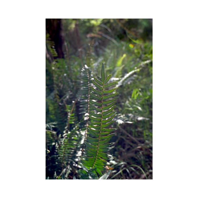 Fishbone Water Fern by GP1746