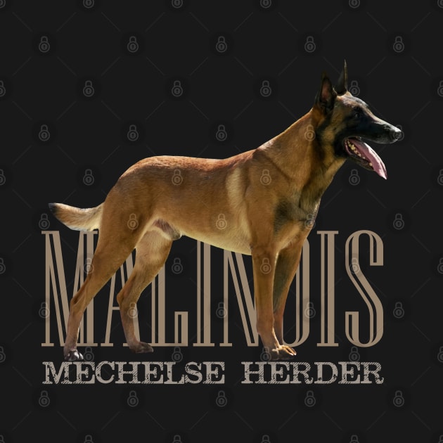 Malinois  - Belgian shepherd - Mechelaar by Nartissima